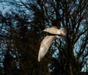 DSC_0141.jpg