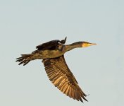 DSC_1706.jpg