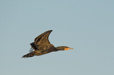 DSC_1707.jpg
