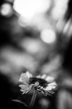 Flower.jpg