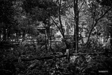 DSC00786 copy.jpg