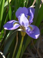 Iris.jpg
