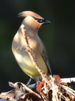 Waxwing4.jpg