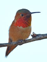 Hummer7.jpg
