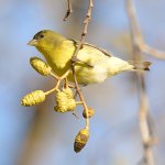 Goldfinch.jpg