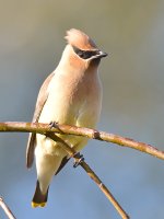 Waxwing6.jpg