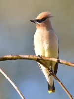 Waxwing7.jpg