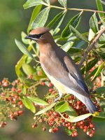 Waxwing.jpg