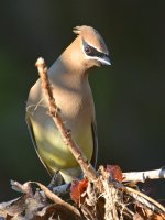 Waxwing3.jpg