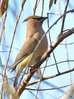 Waxwing5.jpg