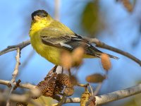 Goldfinch2.jpg