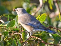 Bluebird6.jpg