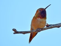Hummer3.jpg