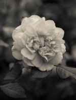 DSC_9912.jpg