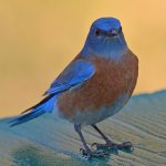 Bluebird2.jpg