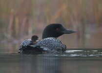 loon1.jpg