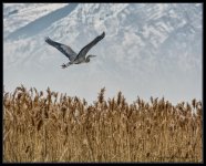 DSC_9437  Blue Herron Bear River Bird Refuge Web Image.jpg