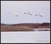 DSC_9484 Tundra Swans Bear River Refuge Web.jpg