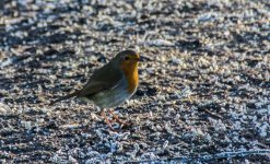 DSC_0138.jpg