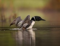 loon-14.jpg