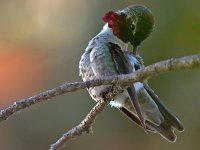 Hummer5.jpg