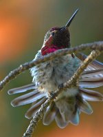Hummer15.jpg