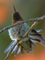 Hummer16.jpg