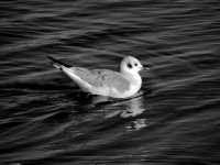 DSCN9567.jpg