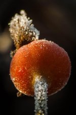 20150105-frost on bulbe flat.jpg