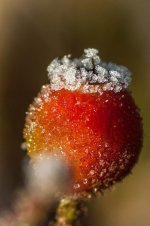 20150105-frost on bulbe.jpg