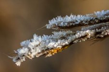 20150105-frost on grass.jpg