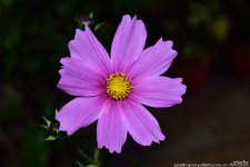 ESC_8699.jpg