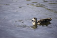 DSC_2799.jpg