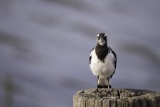 Mudlark.jpg