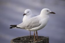 Two Seagulls.jpg