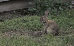Rabbit.jpg