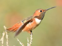 Hummer5.jpg