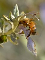 Bee.jpg