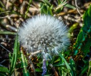 dandy - jpeg-small..jpg