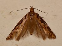 Moth2.jpg