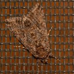 Moth5.jpg