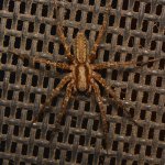 Spider.jpg