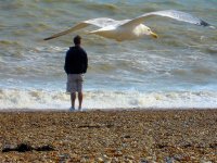 Best gull over man.jpg