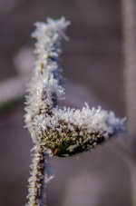 20150106-frost pods.jpg