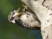 RedWoodpecker.jpg