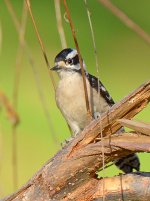 Woodpecker4.jpg