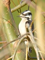 Woodpecker9.jpg