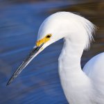 Egret6.jpg