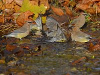 Waxwing12.jpg