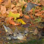 Waxwing7.jpg